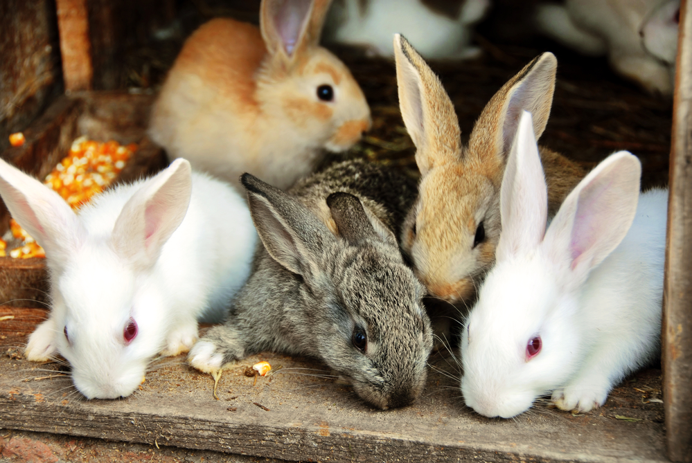 Sweet small bunny rabbits family
