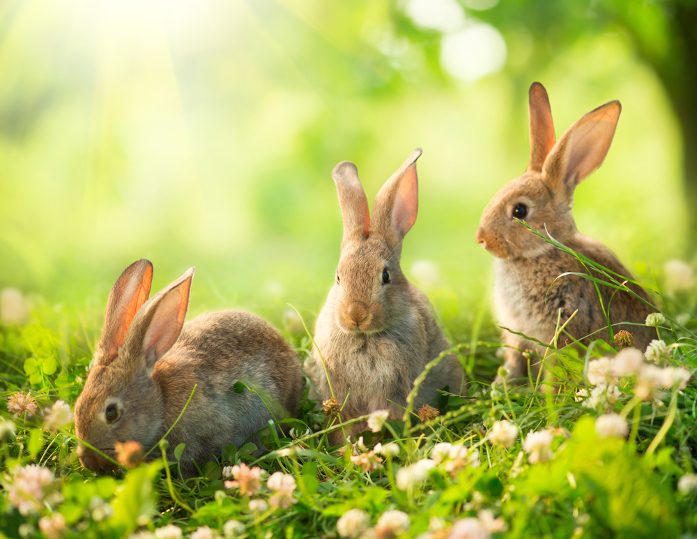 Rabbits. Art Design of Cute Little Easter Bunnies in the Meadow