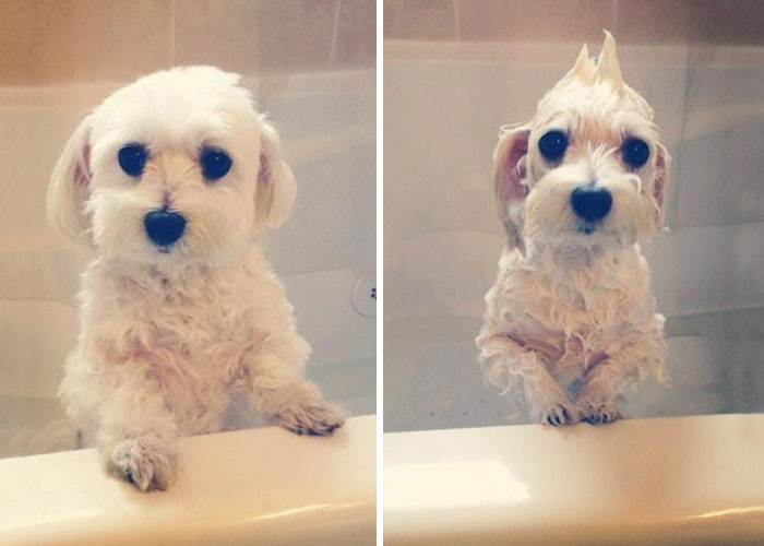 wet-dogs-before-after-bath-18-57a4398ee1e89__700