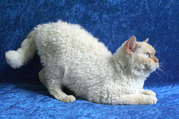 curly-kittens-selkirk-rex-breed-21