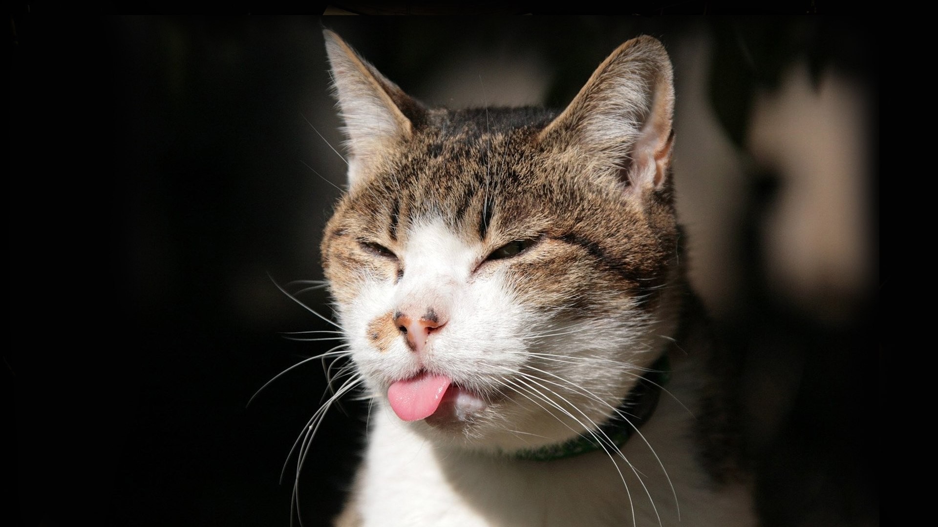 www.GetBg_.net_Animals___Cats_Sly_cat_shows_tongue_099282_